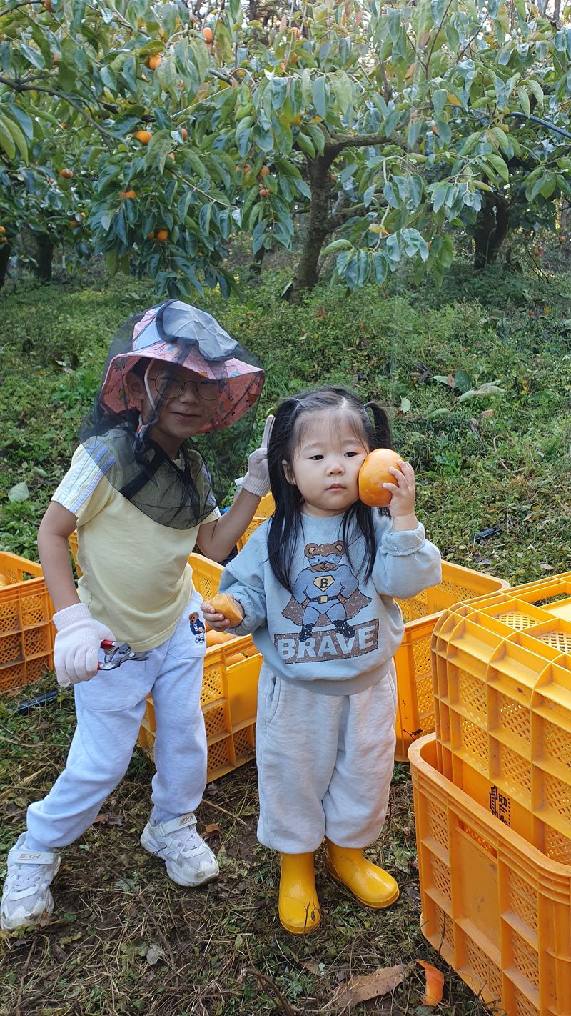 김성욱님의 장터 판매 상품 [꿀당도 제철 부유단감 5kg, 10kg(산지직송/무료배송)] 첨부 사진