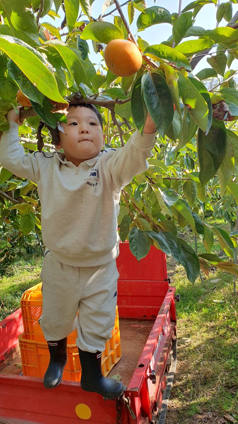 김성욱님의 장터 판매 상품 [꿀당도 제철 부유단감 5kg, 10kg(산지직송/무료배송)] 첨부 사진