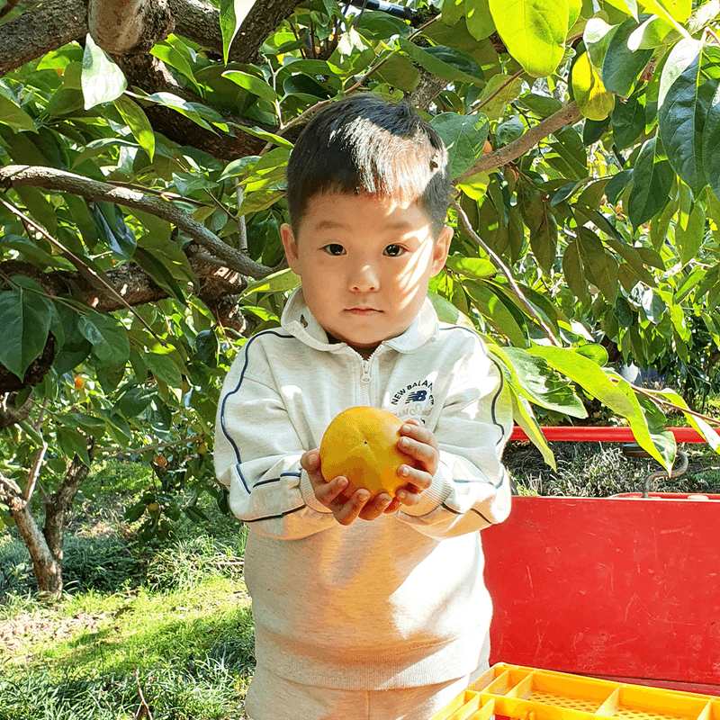 김성욱님의 장터 판매 상품 [꿀당도 제철 부유단감 5kg, 10kg(산지직송/무료배송)] 첨부 사진