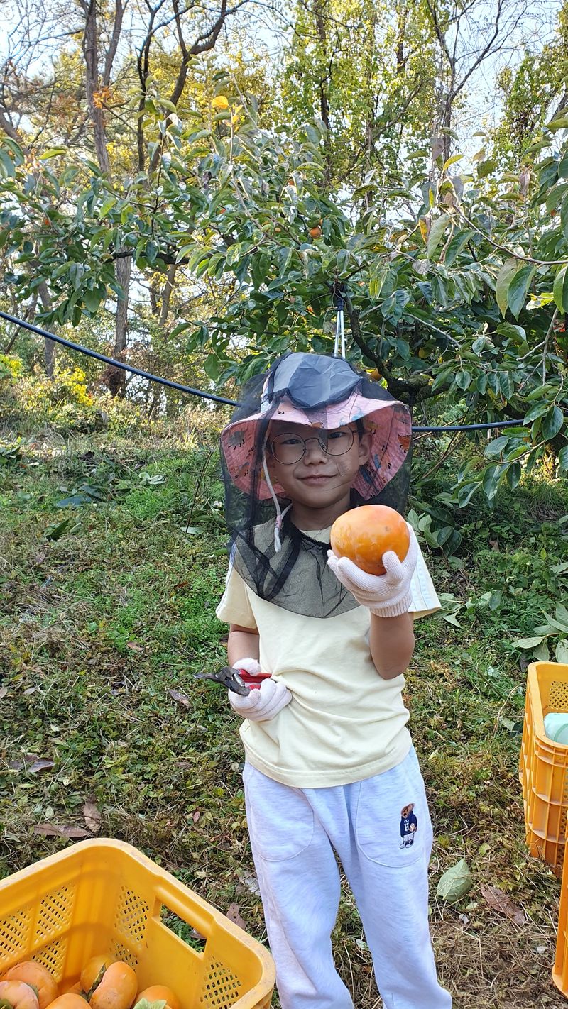 김성욱님의 장터 판매 상품 [꿀당도 제철 부유단감 5kg, 10kg(산지직송/무료배송)] 첨부 사진