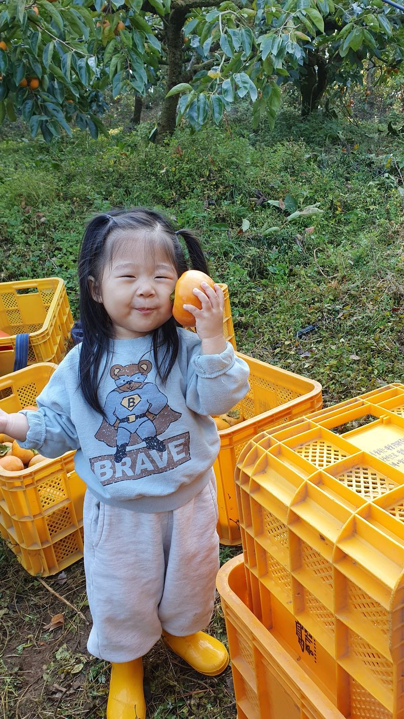 김성욱님의 장터 판매 상품 [꿀당도 제철 부유단감 5kg, 10kg(산지직송/무료배송)] 첨부 사진
