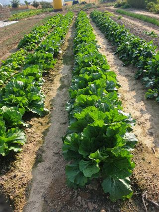 도시부부농부님의 배추 · 영농일지 작성글 사진