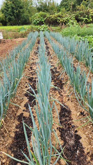 시골할머니농부박순열님의 파 · 영농일지 작성글 사진