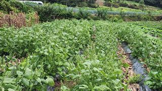 시골할머니농부박순열님의 파 · 영농일지 작성글 사진