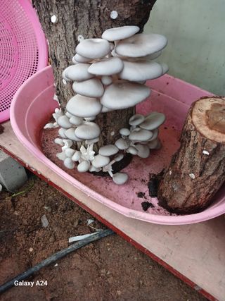 강성흔목사 님의 버섯 · 영농일지 작성글 사진