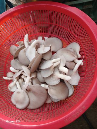 강성흔목사 님의 버섯 · 영농일지 작성글 사진