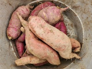 초원농원님의 고구마 · 영농일지 작성글 사진