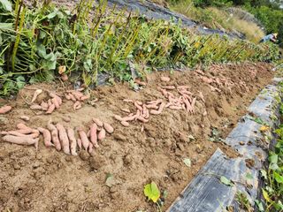 초원농원님의 고구마 · 영농일지 작성글 사진