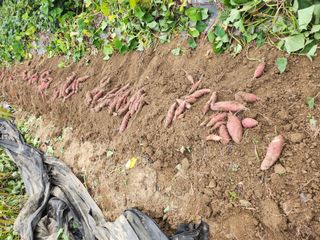 초원농원님의 고구마 · 영농일지 작성글 사진