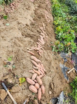 초원농원님의 고구마 · 영농일지 작성글 사진