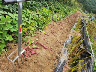 초원농원님의 고구마 · 영농일지 작성글 사진