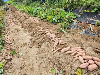 초원농원님의 고구마 · 영농일지 작성글 사진