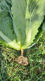 팜모닝 배추·영농일지 게시글 이미지