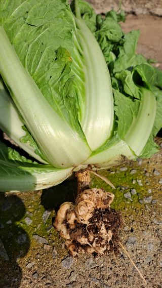 김성환님의 배추 · 영농일지 작성글 사진