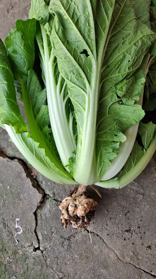 김성환님의 배추 · 영농일지 작성글 사진