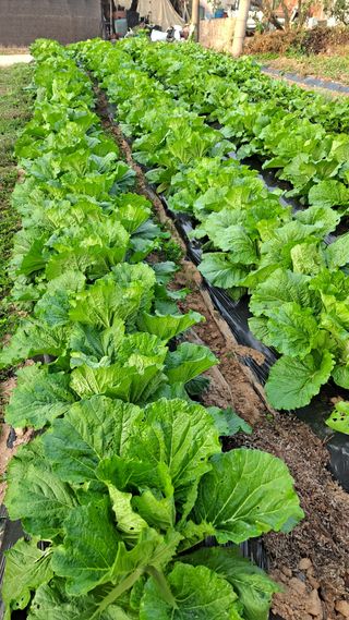 김성환님의 배추 · 영농일지 작성글 사진