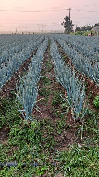 김성환님의 파 · 영농일지 작성글 사진