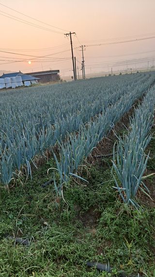 김성환님의 파 · 영농일지 작성글 사진