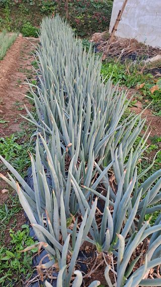 김성환님의 파 · 영농일지 작성글 사진