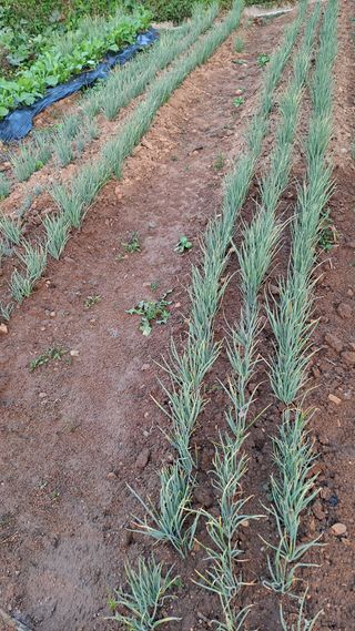 김성환님의 파 · 영농일지 작성글 사진