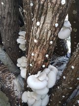 팜모닝 버섯·영농일지 게시글 이미지