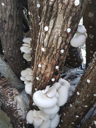 Momo51님의 버섯 · 영농일지 작성글 사진