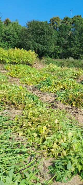 이영미님의 마늘 · 영농일지 작성글 사진