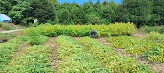 이영미님의 마늘 · 영농일지 작성글 사진