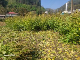 시골농부현장 현장박님의 자유주제 · 사진전 작성글 사진