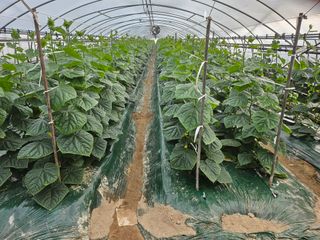 김동식님의 오이 · 영농일지 작성글 사진