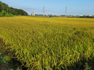 이순규님의 벼 · 영농일지 작성글 사진