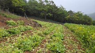 영월산지기148님의 들깨 · 영농일지 작성글 사진