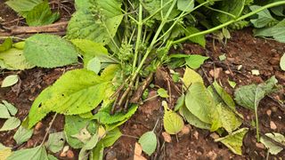 영월산지기148님의 들깨 · 영농일지 작성글 사진