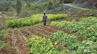 영월산지기148님의 들깨 · 영농일지 작성글 사진