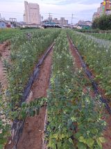 팜모닝 고구마·영농일지 게시글 이미지