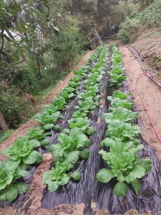 마늘17585님의 배추 · 영농일지 작성글 사진