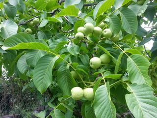 이명기님의 기타작물 · 영농일지 작성글 사진