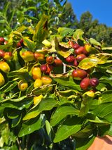 팜모닝 기타작물·영농일지 게시글 이미지