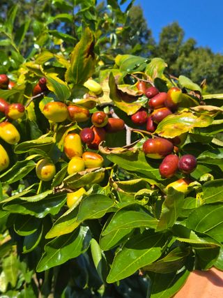 알 수 없음님의 기타작물 · 영농일지 작성글 사진