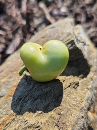 알 수 없음님의 기타작물 · 영농일지 작성글 사진