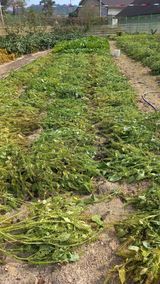 팜모닝 들깨·영농일지 게시글 이미지