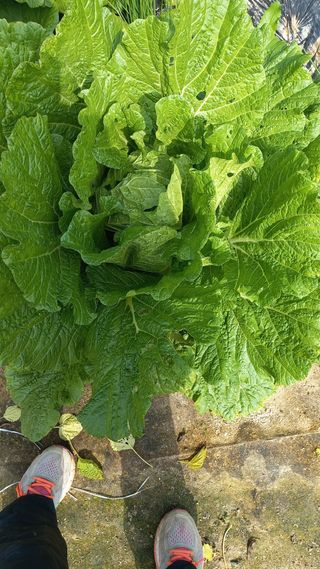 자두21501님의 들깨 · 영농일지 작성글 사진