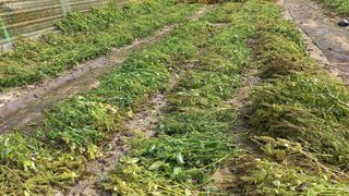 자두21501님의 들깨 · 영농일지 작성글 사진