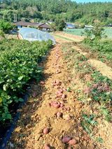 팜모닝 고구마·영농일지 게시글 이미지