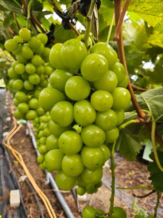 김덕조님의 자유주제 · 자유게시판 작성글 사진