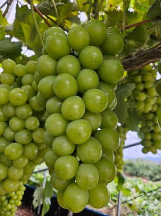 김덕조님의 자유주제 · 자유게시판 작성글 사진