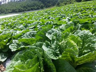 홍천산채농원님의 작성글 사진