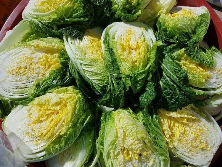 홍천산채농원님의 장터 판매 상품 [강원도 고랭지 절임배추 20kg] 첨부 사진