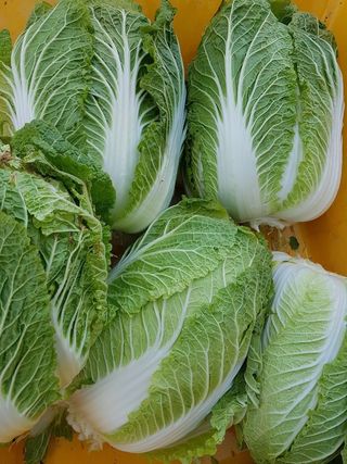 홍천산채농원님의 작성글 사진