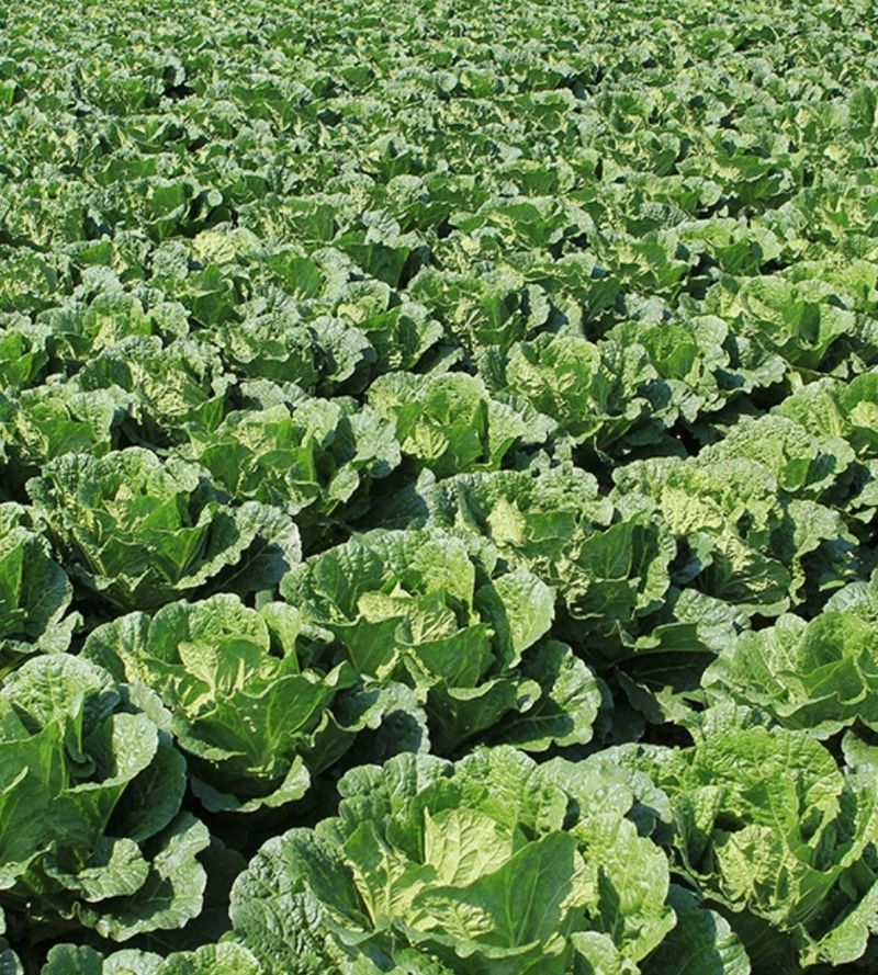 홍천산채농원님의 장터 판매 상품 [강원도 고랭지 절임배추 20kg] 첨부 사진